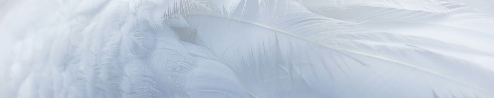 Cover for JoAnn McComas's Obituary