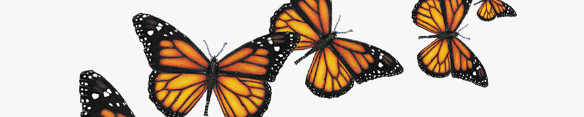 Cover photo for Delores Stevenson's Obituary