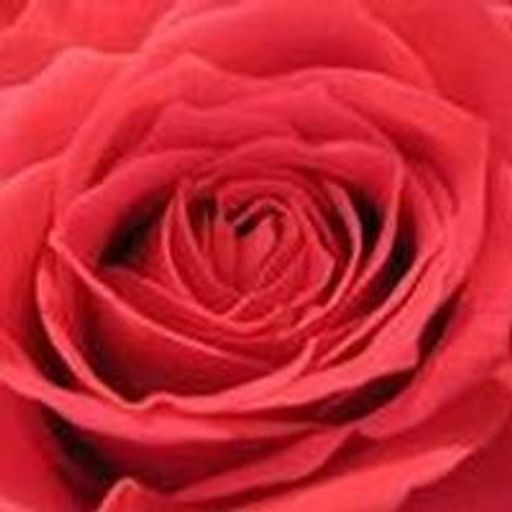 Helen Elaine Leseur Profile Photo
