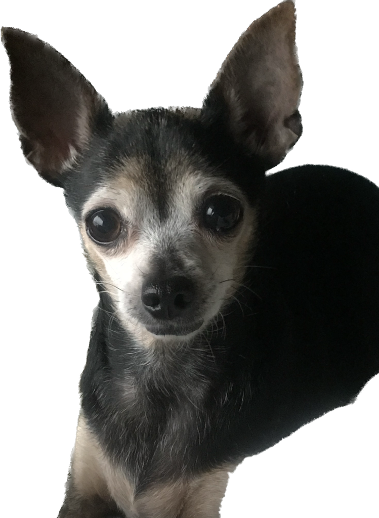 Chica Profile Photo