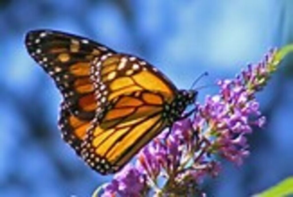 Cherie Denise Sutton Profile Photo