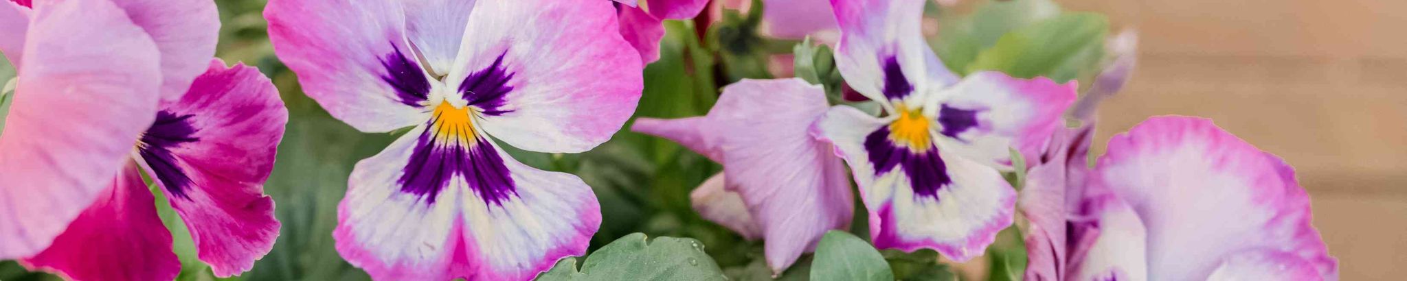 Cover photo for Donna Nikolai's Obituary