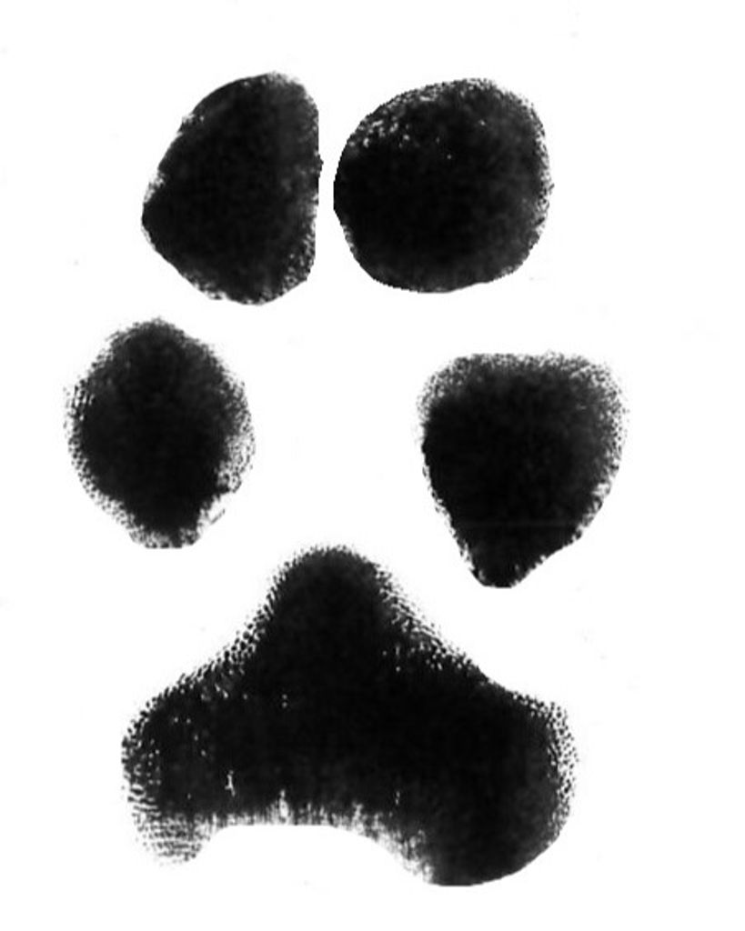 Padfoot Gersch Profile Photo