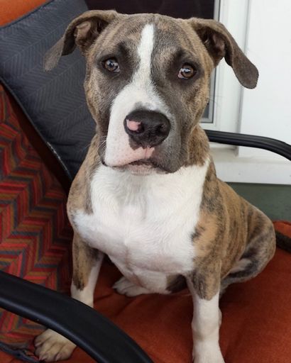 Bella 