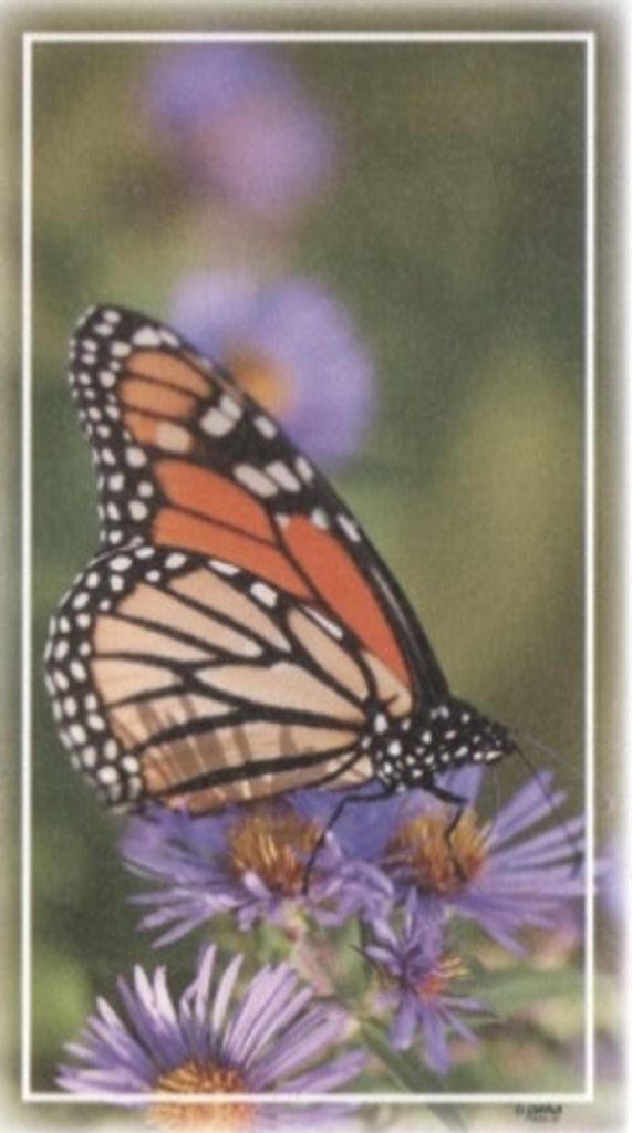 Helen Nelson Profile Photo