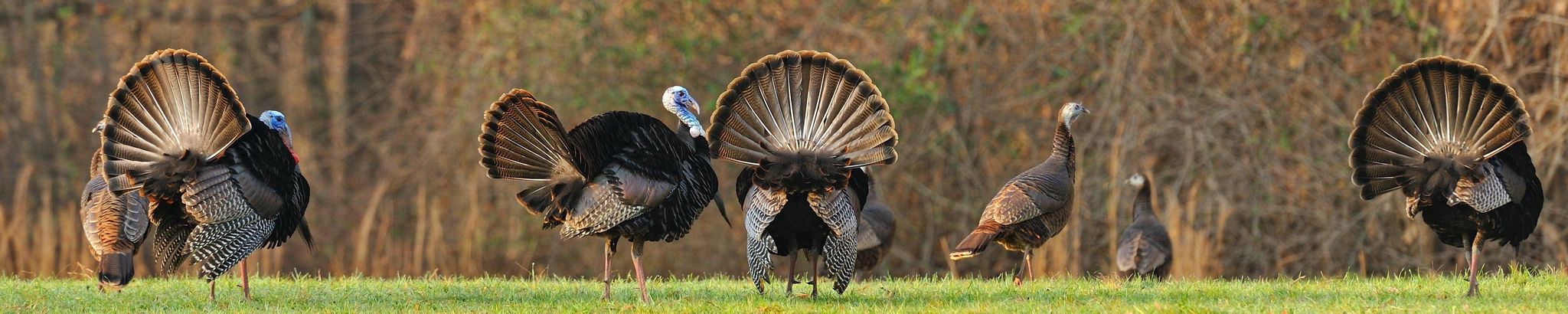 Cover for Fred Nathaniel Vining Jr.'s Obituary