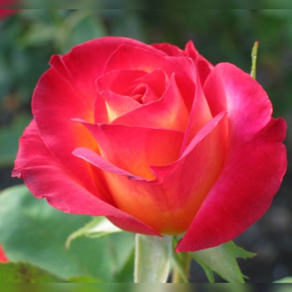 Betty Ann Funk Profile Photo