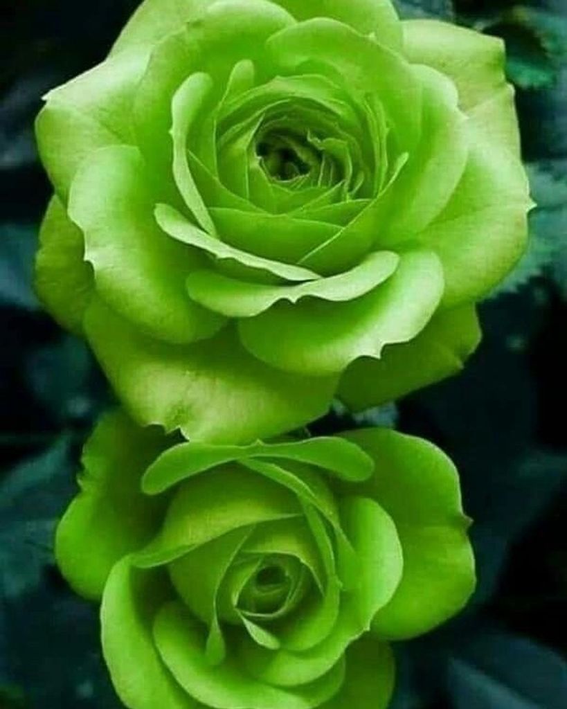 Linda N. Gurnari Profile Photo