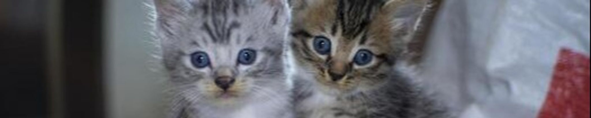 Cover for Beverlee D. VanHerpe's Obituary