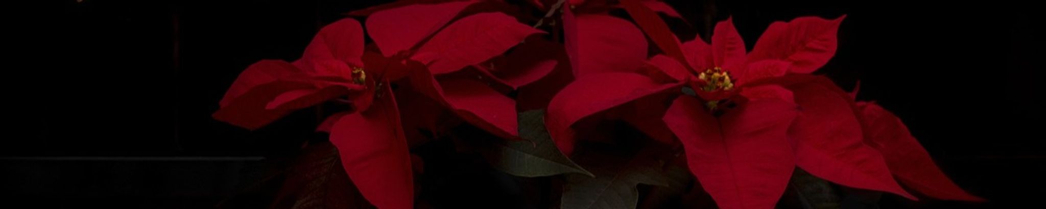 Cover for Ella Jean Evans's Obituary