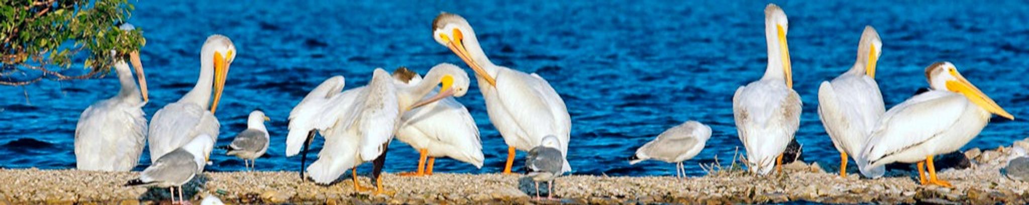 Cover for Tanya Marie Trahan Broussard's Obituary