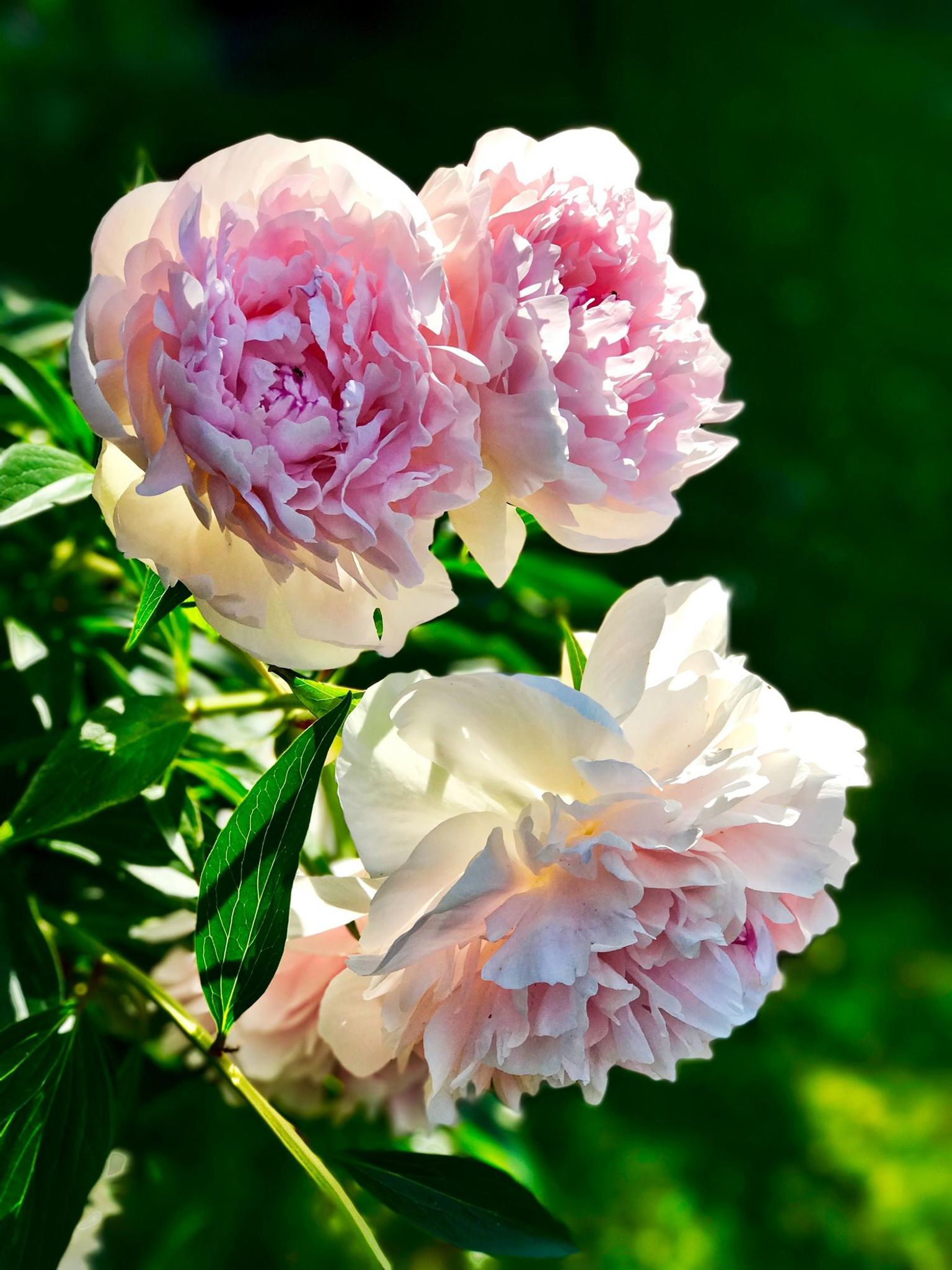 Cover for Elaine S. Buth's Obituary