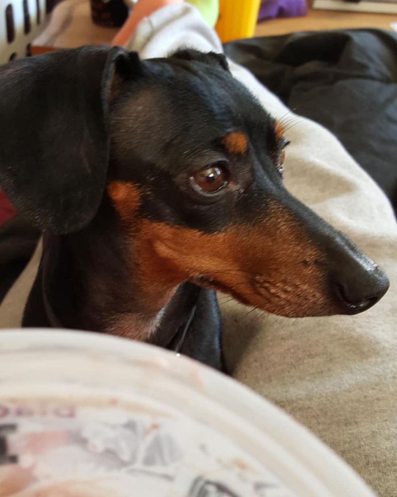 Ryder “Babydog”