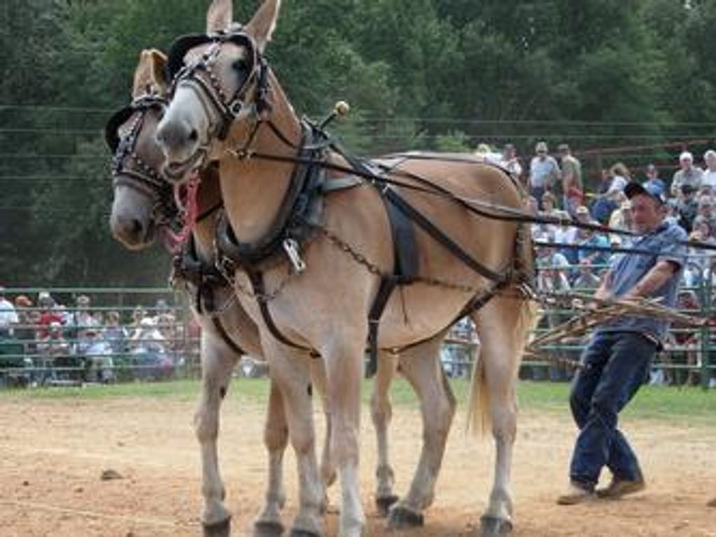 Livingston- Melton, Chester Hall "Jimbo"
