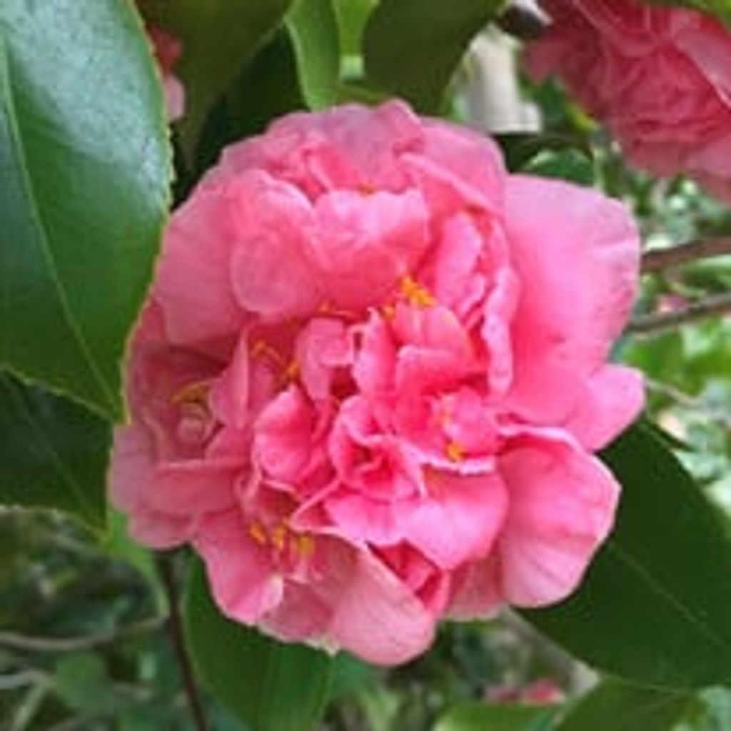 Hilda Hart Skinner