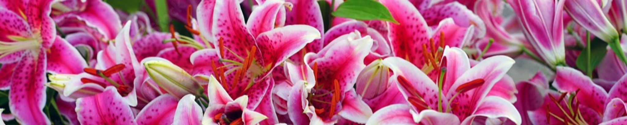 Cover photo for John Kuhar's Obituary