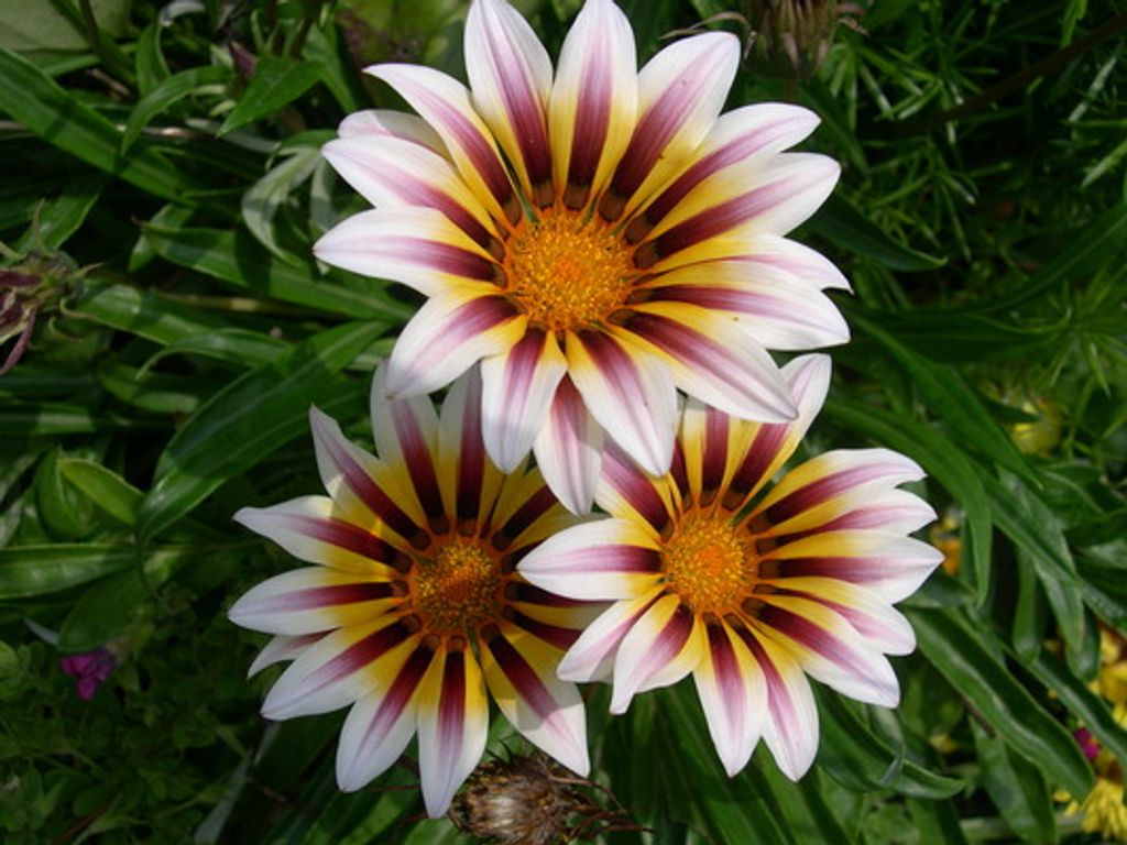 Lilly S. Dearth Profile Photo