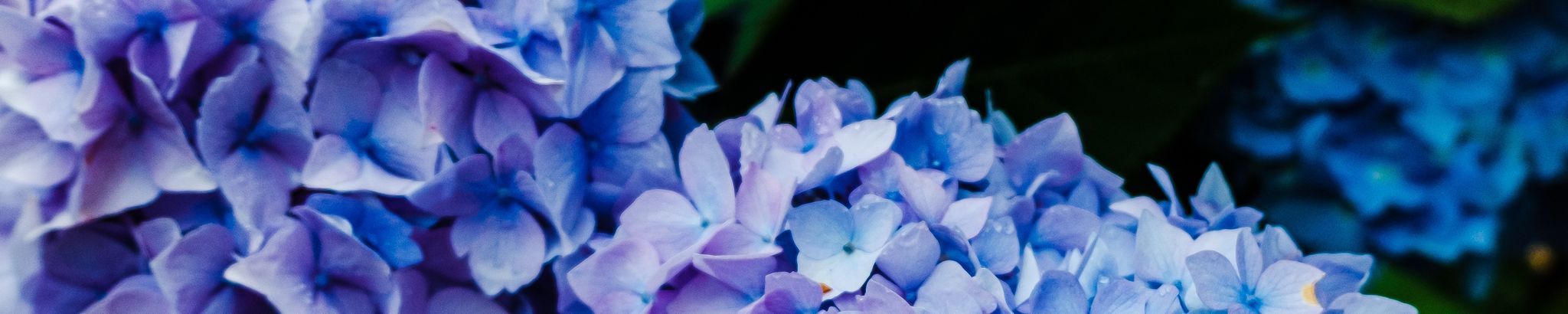 Cover photo for Bettye Gerline Grayson's Obituary