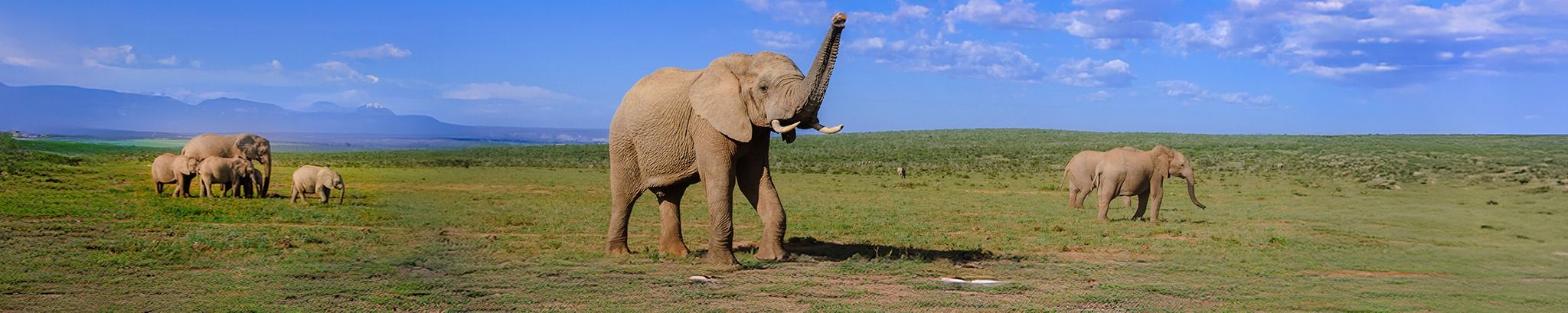 Cover for Josephine A. Ludwig's Obituary