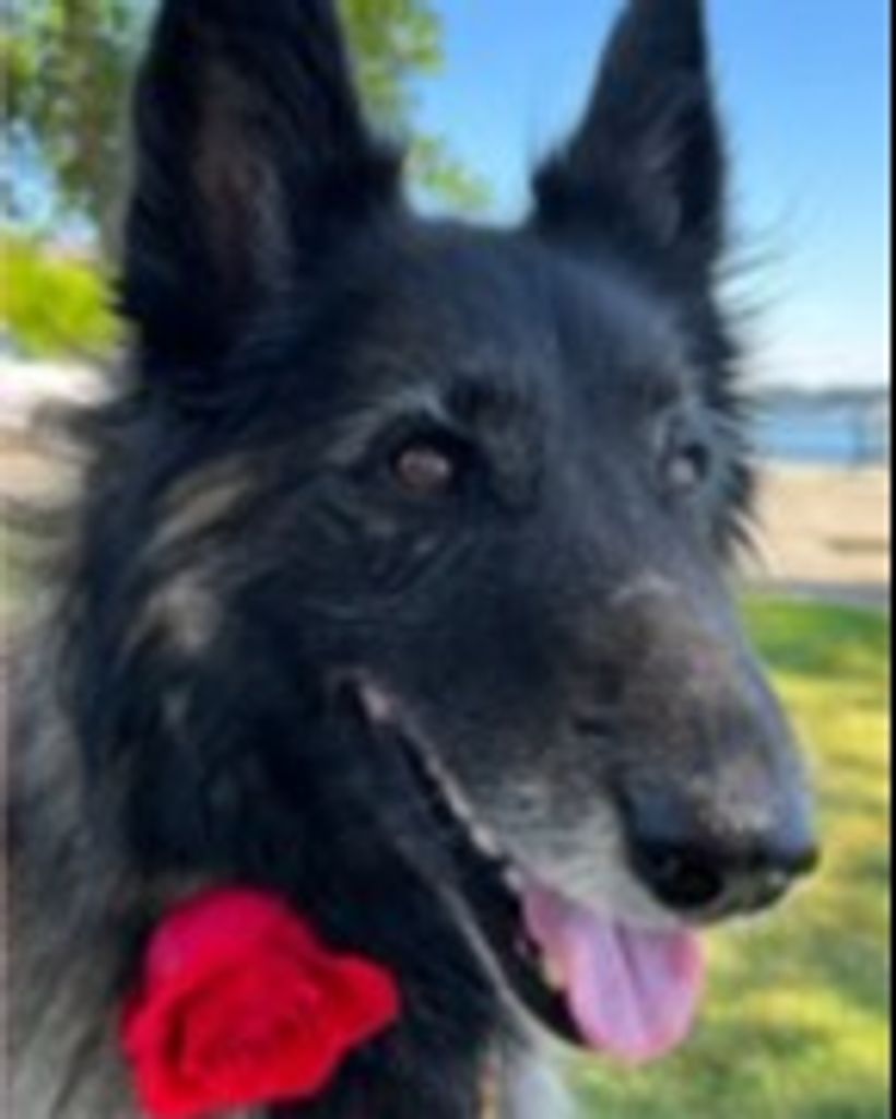Piper . Profile Photo