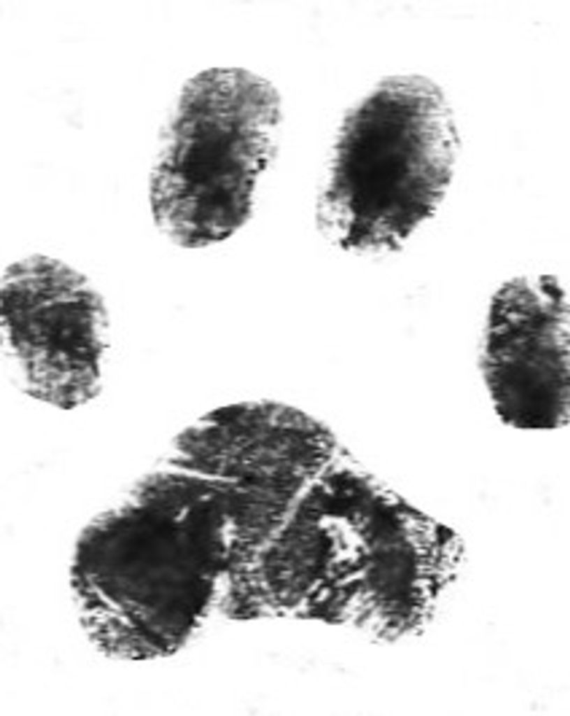 Stormy Dolgovin Profile Photo