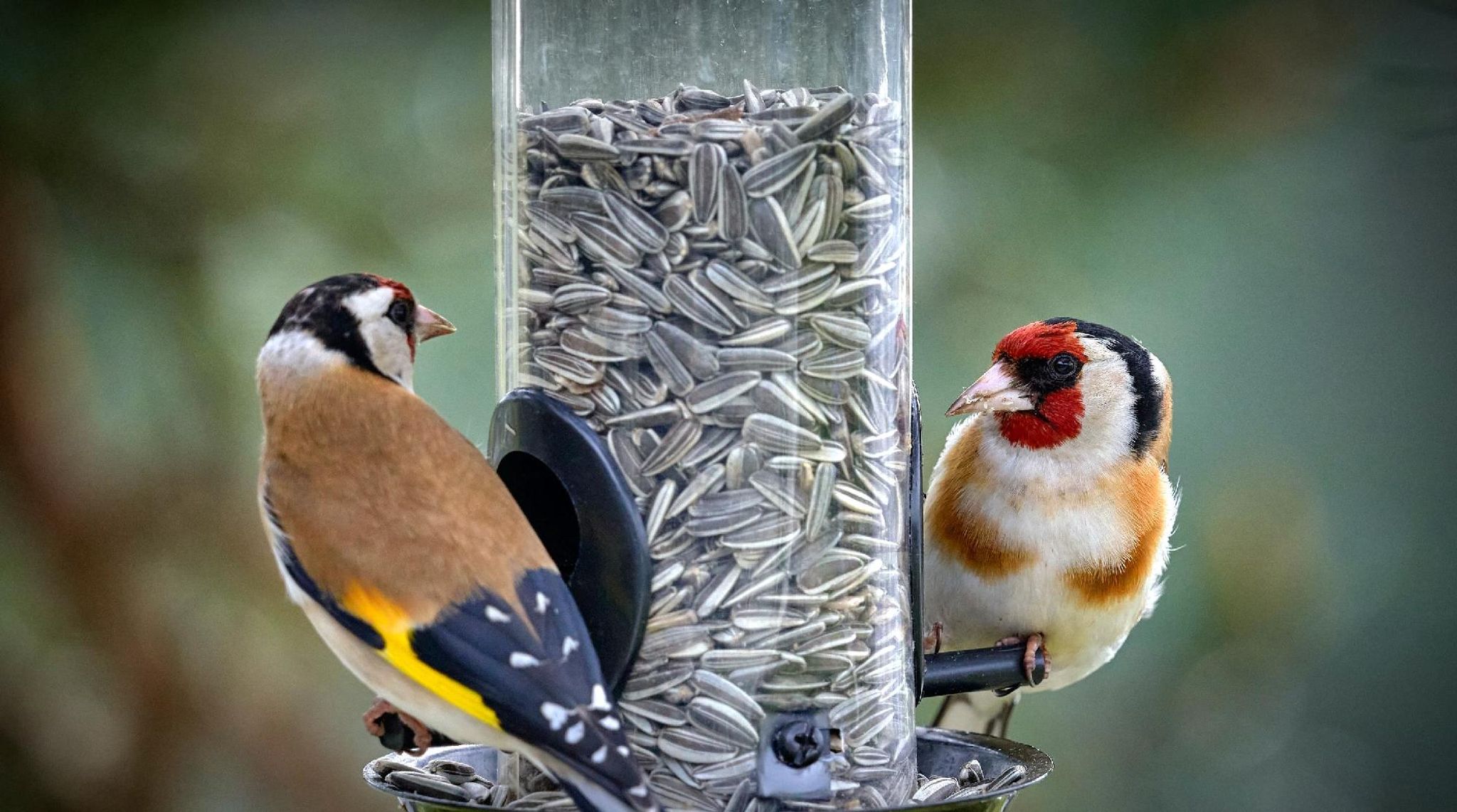 Cover for Donald A. Service's Obituary