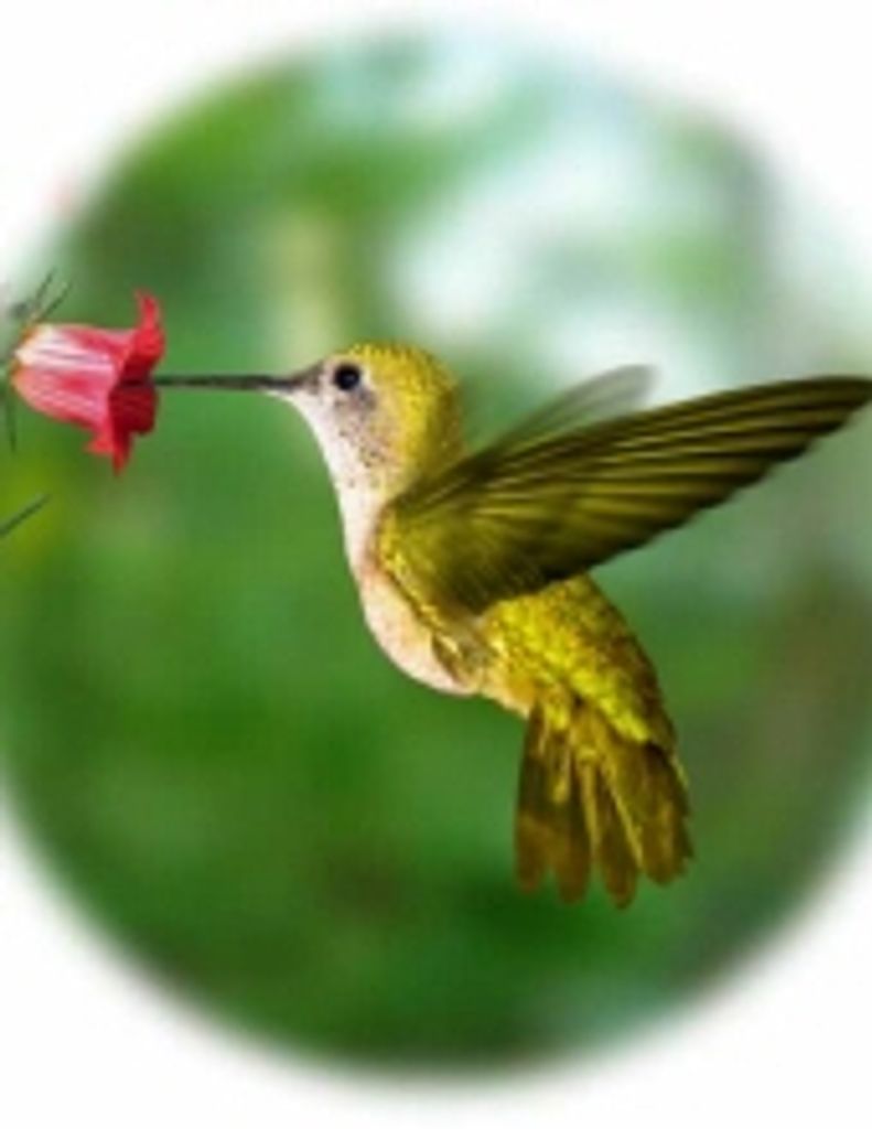 Hattie Wanda Johnson -Glbfh