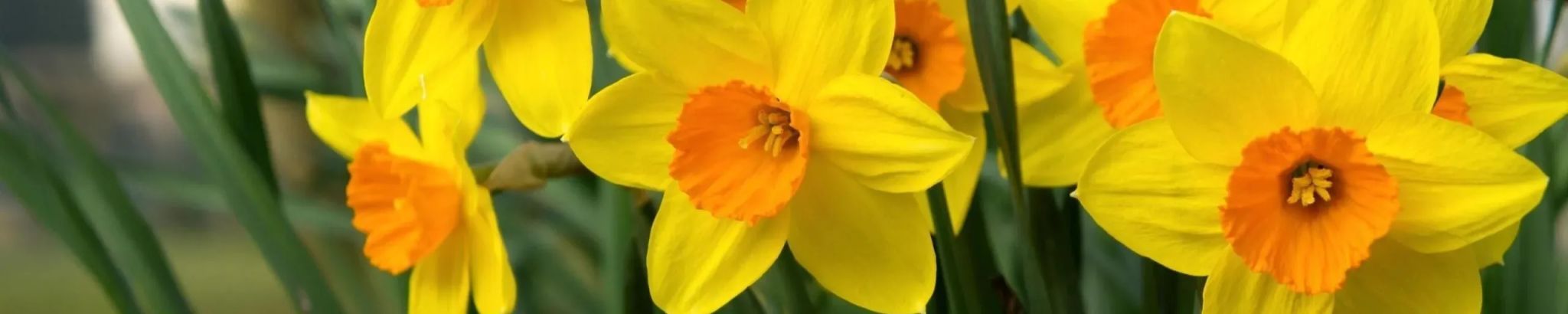Cover photo for Mary Ann Tucholski's Obituary