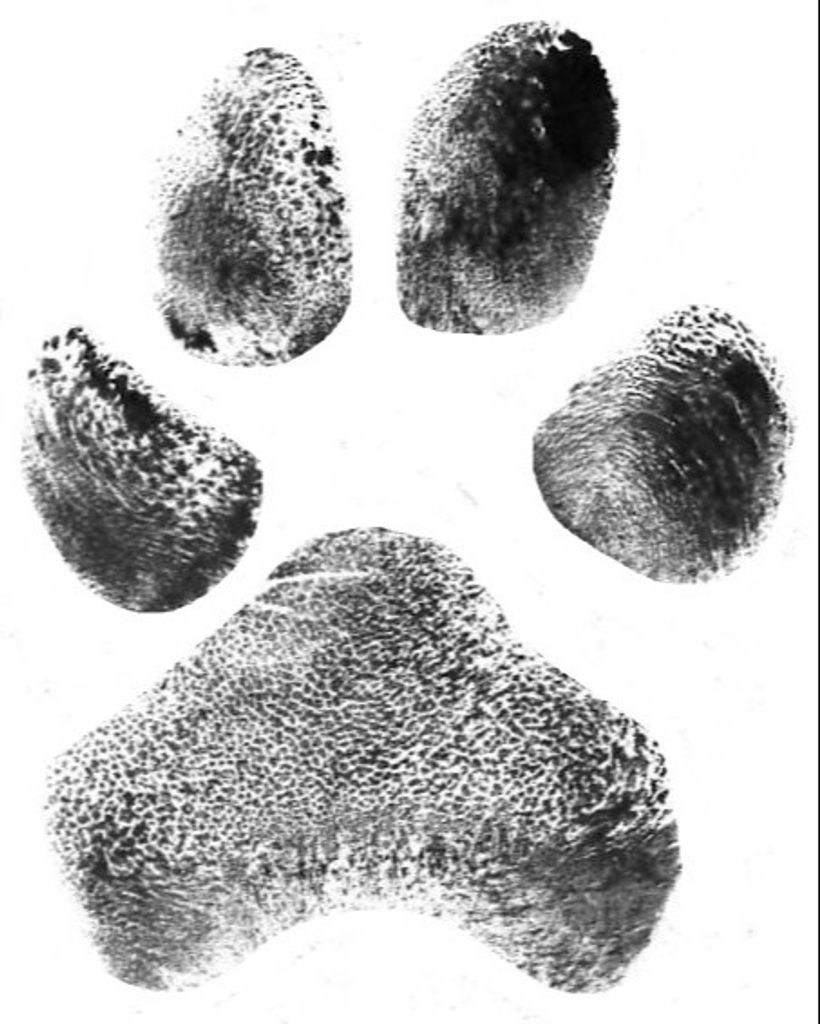 Ella Shelton Profile Photo