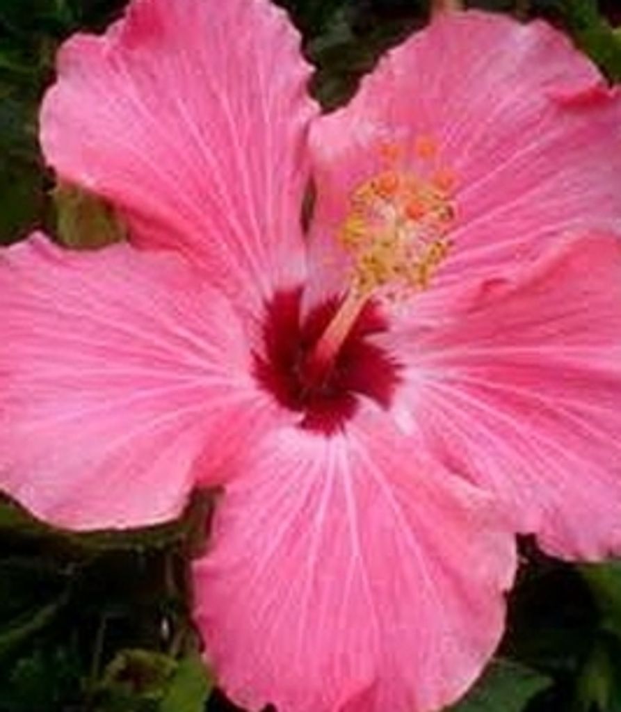 Caroline Paulus-Brace