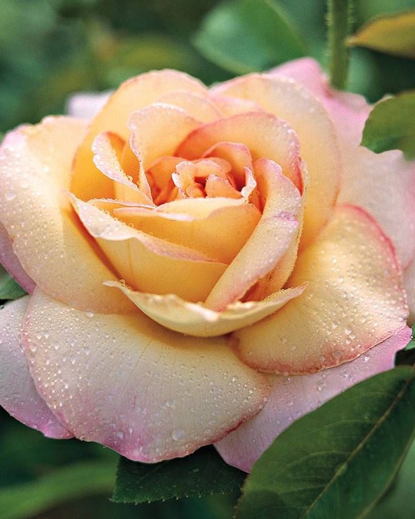 Ruth Versaw Remus Profile Photo