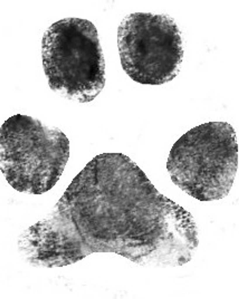 Dottie Penland Profile Photo