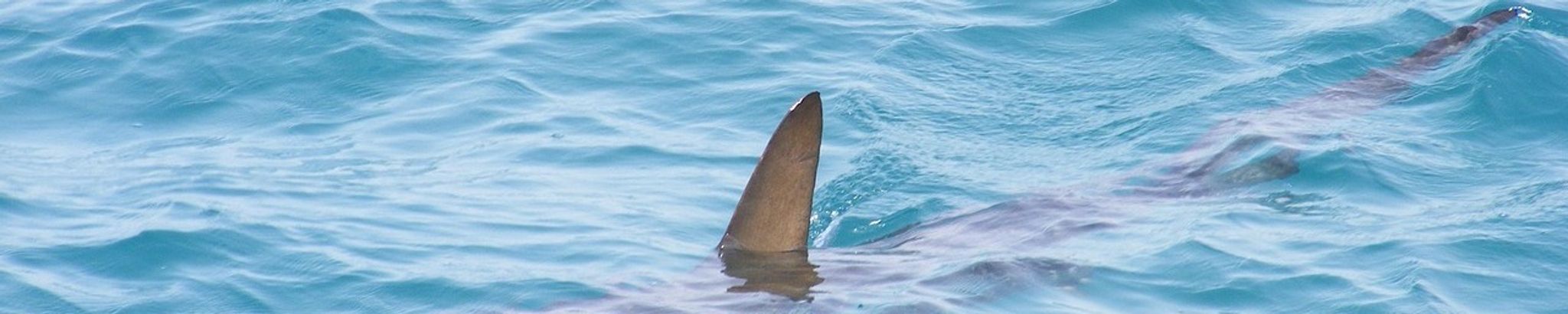 Cover for Gene K. Alber's Obituary