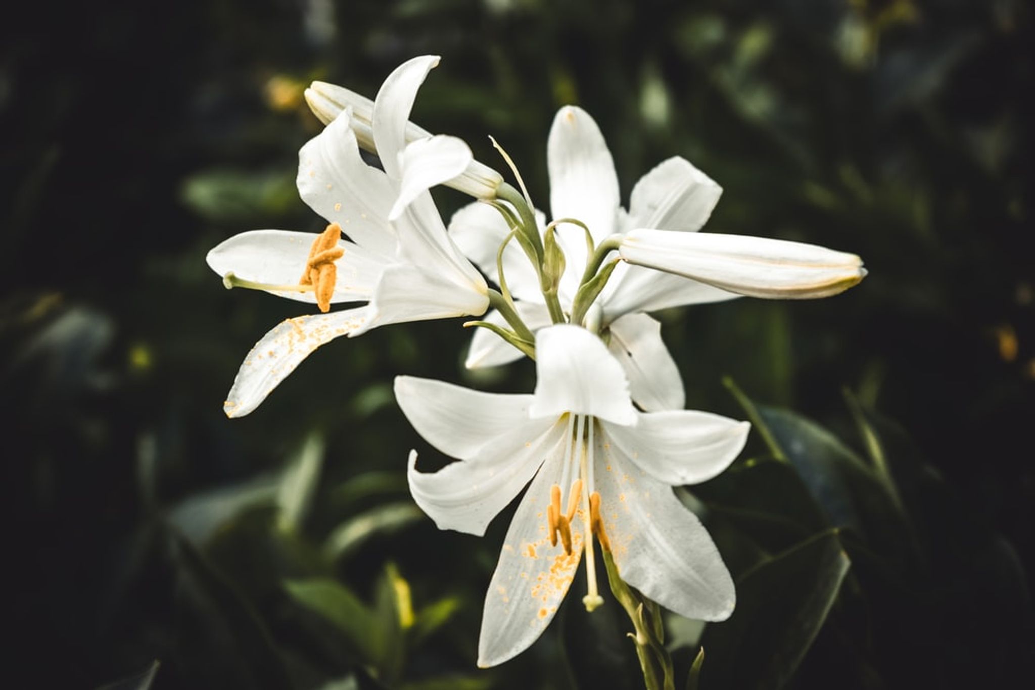 Cover photo for June Myse's Obituary