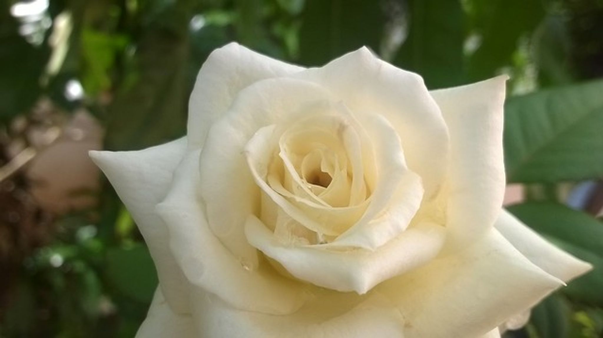 Cover photo for Carla Susan Eichler's Obituary