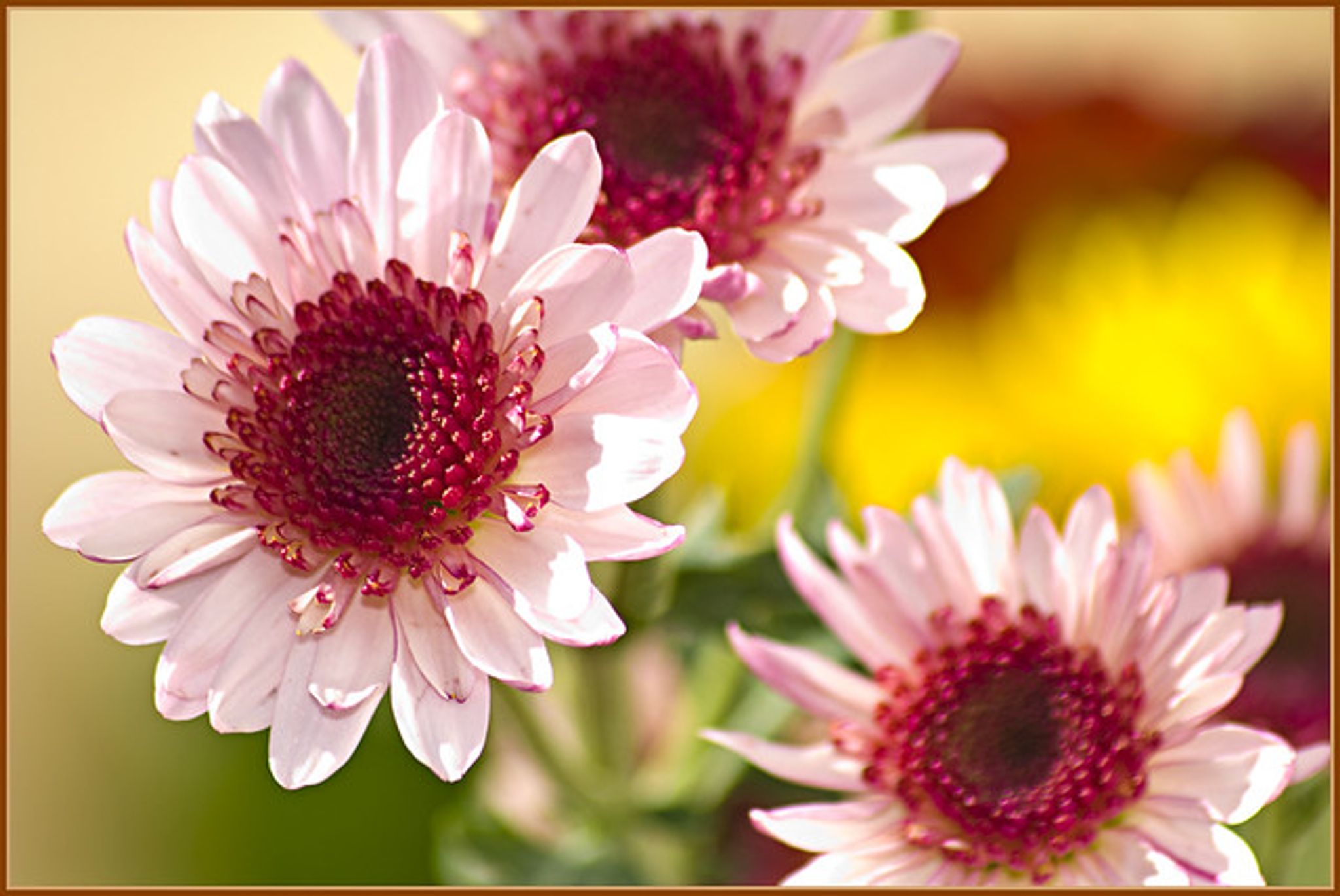 Cover photo for Carmen Rodriguez's Obituary