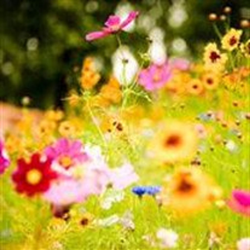 Leona  Sparer Sibelman