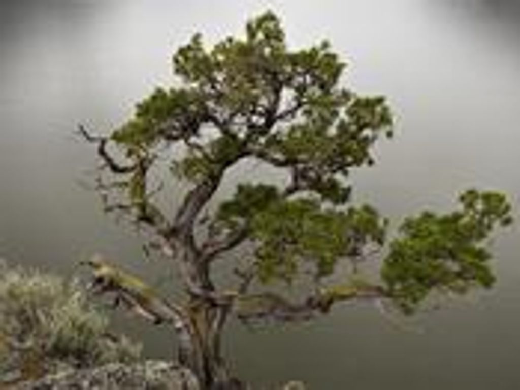 Bobby Lujune Hegwood