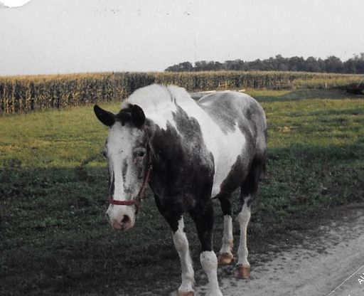 Claude D. Collins photo gallery thumbnail 32 of 91