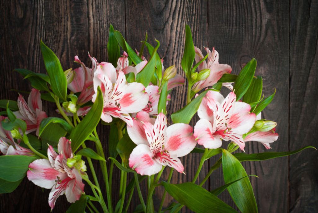 Laurel Susan Mellon