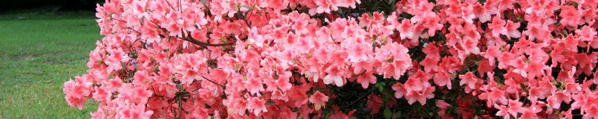 Cover photo for Olga Mae Williams's Obituary