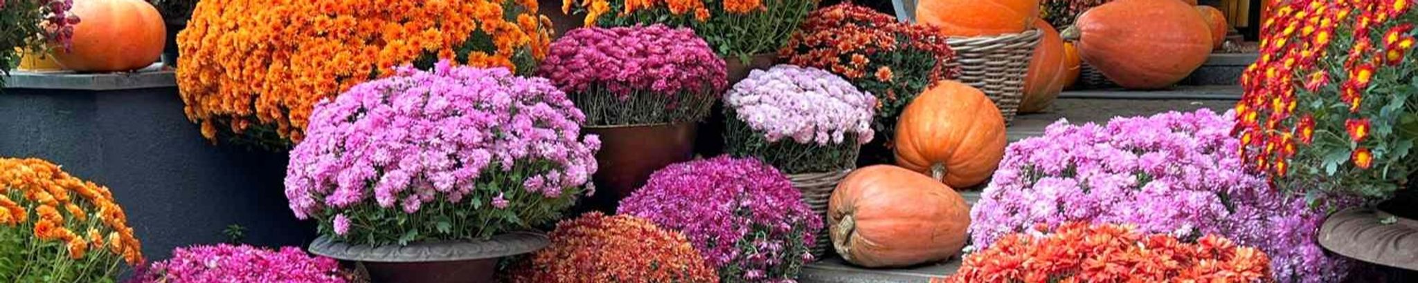 Cover photo for Joan B. Stanfield's Obituary