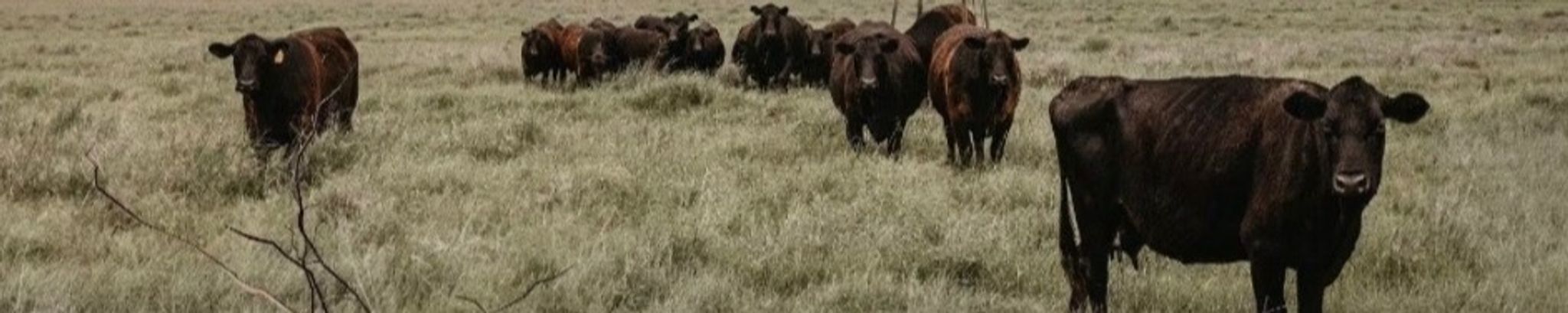 Cover for Sylvia Ida Richè Naquin's Obituary