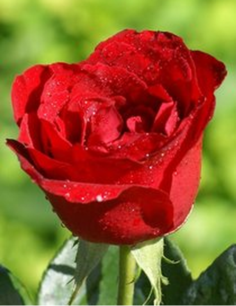 Alice Faye (Watson) Allen