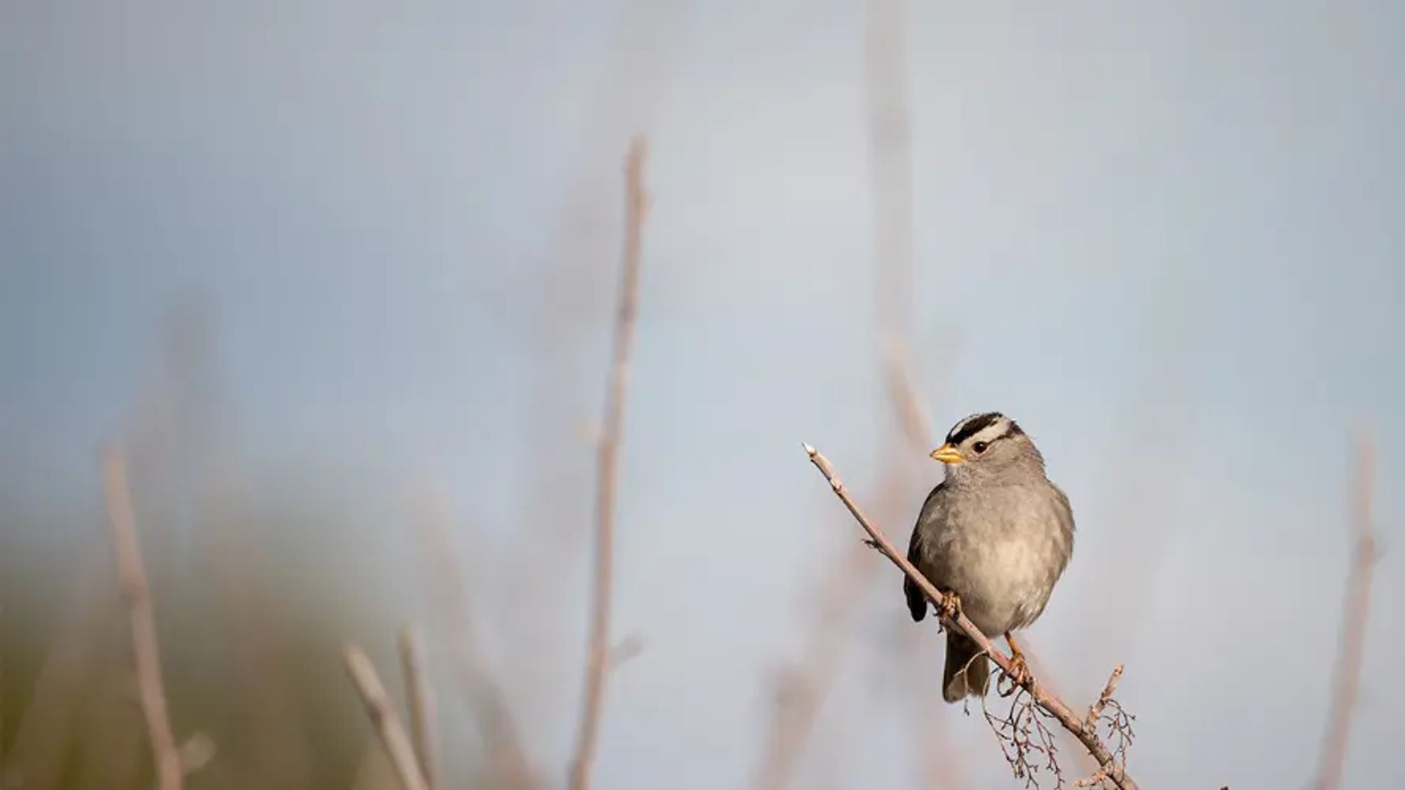 Cover for Robert (Bob) Gillespie's Obituary