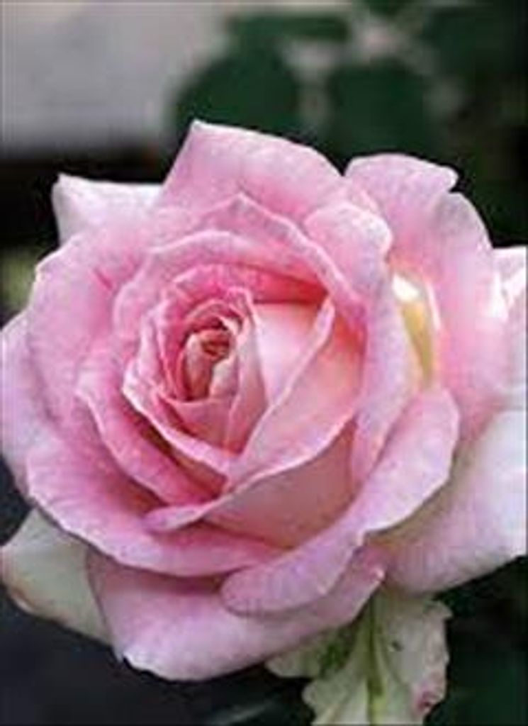 Nancy Lorene Kent Profile Photo