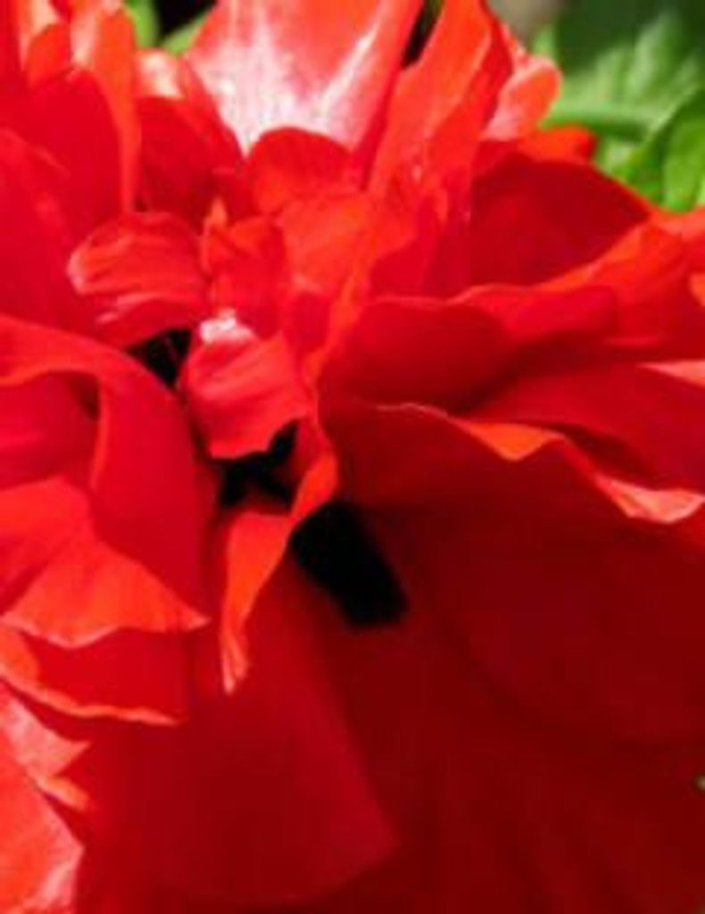 L. M. Dennis Profile Photo