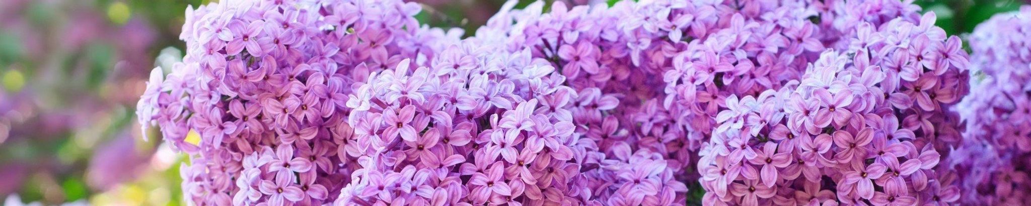 Cover photo for Debra S. Henning's Obituary