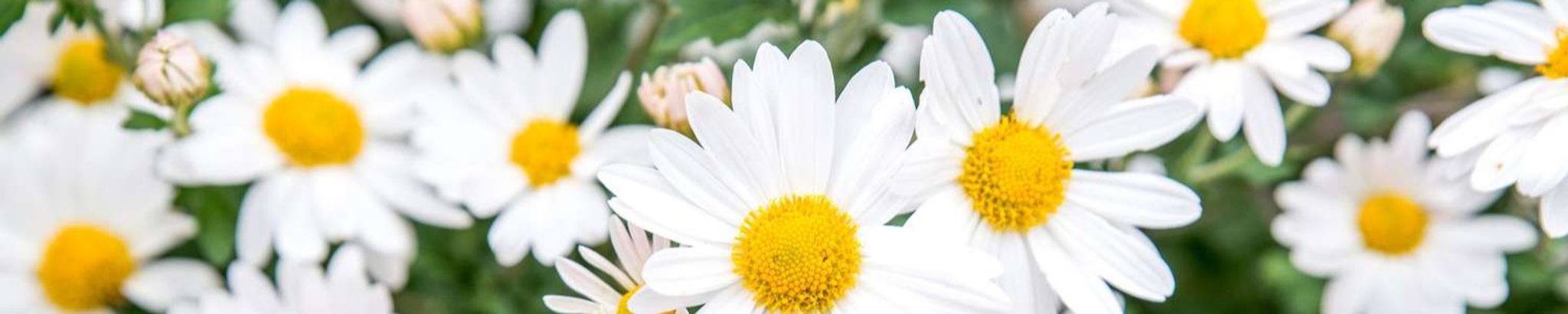 Cover photo for Dorothy H. Younger's Obituary