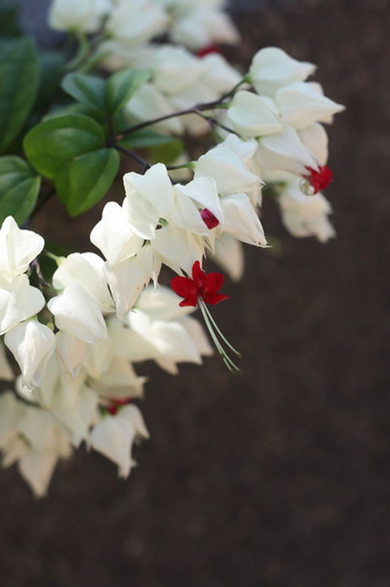 Cover photo for Zinnette Singh-Campbell's Obituary